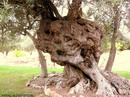 زیتون معمولی